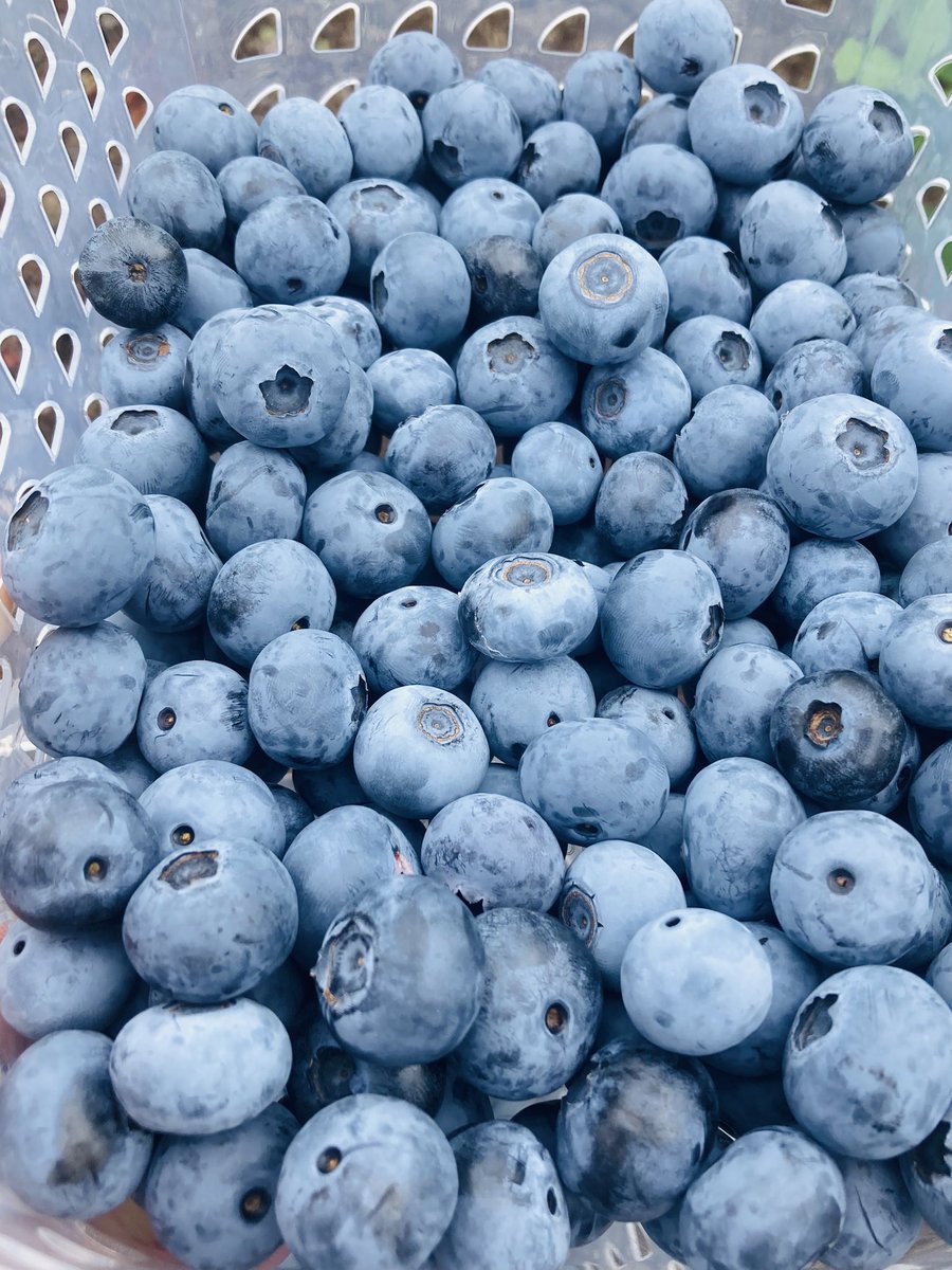 今年もひと狩りしてきた‼️
🤤🫐✨