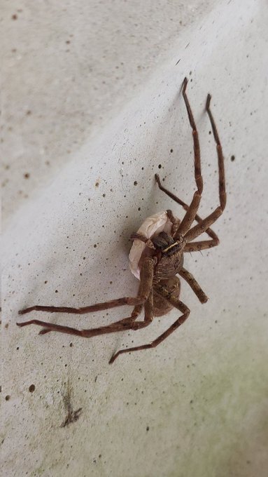 何持ってるの?
みして! 