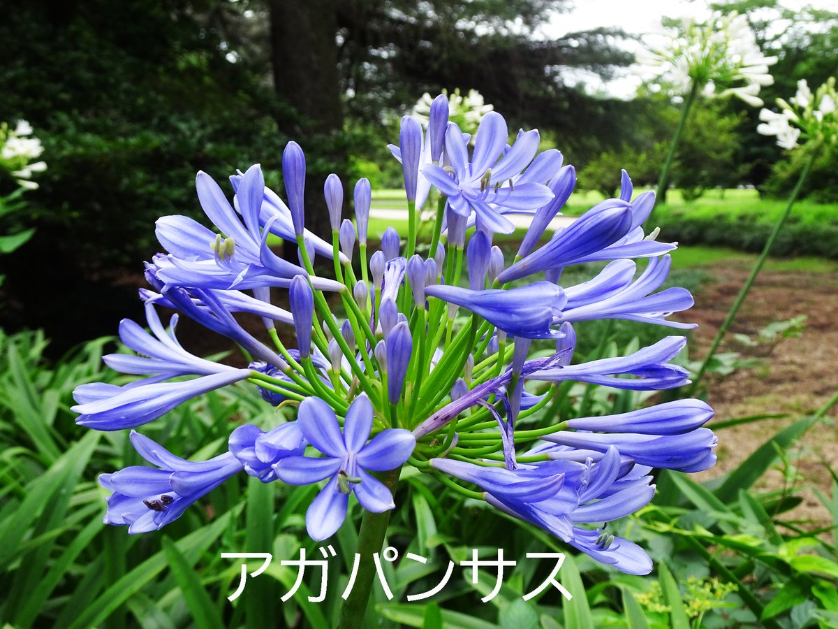 新宿御苑 自然情報 on X