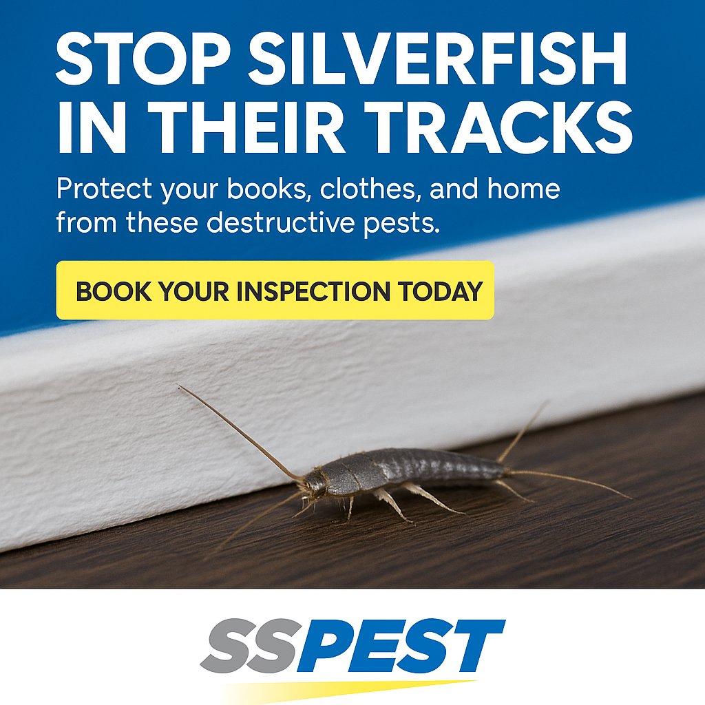 SSPESTCON's tweet image. Silverfish ruining your books, clothes &amp;amp; pantry? 🪳 Don’t let these pests take over your home!Get expert Silverfish Pest Control Sydney with safe, eco-friendly solutions &amp;amp; a 6-month warranty.📞 Call Today! #PestControlSydney #SilverfishControl