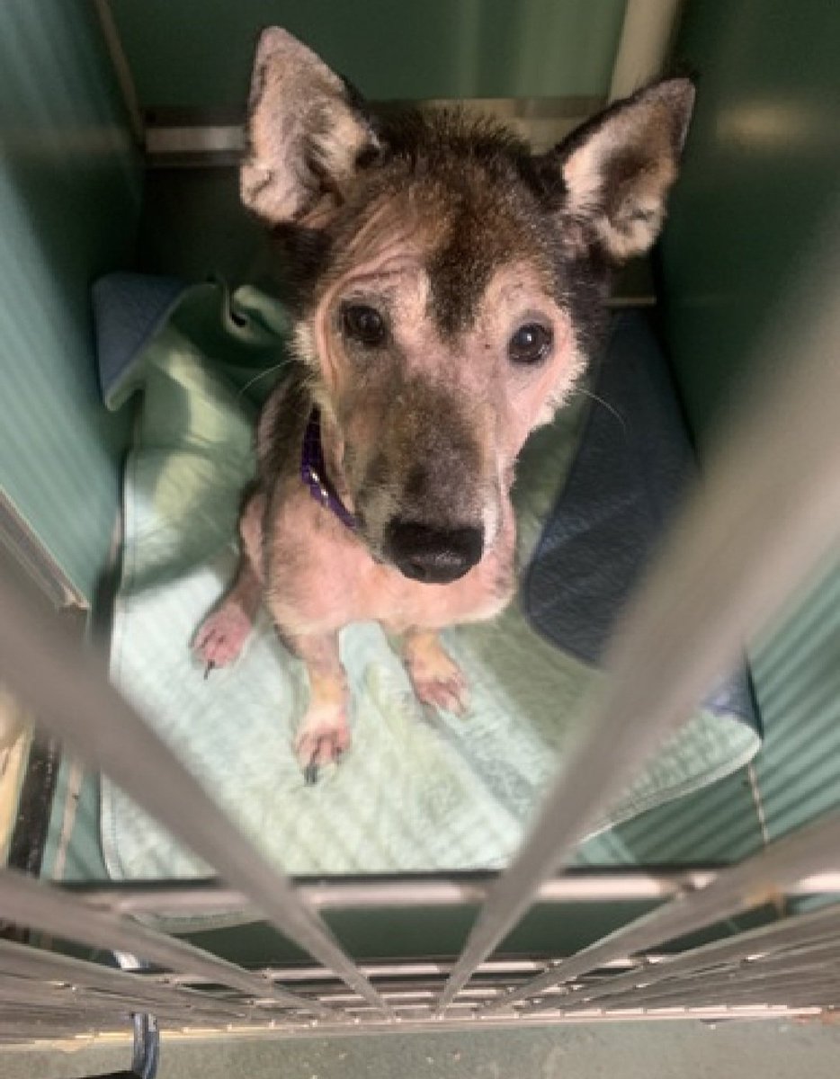 Maximilien 231906
#NewIntake #NYCACC 
#AdoptMe 
A sweet 5 yr old boy
Has undisclosed medical needs 🚑
Playful, needs daily physical activity 
Help save Maximilien!
nycacc.app/browse/231086
#Pledge4Medical #foster #adopt