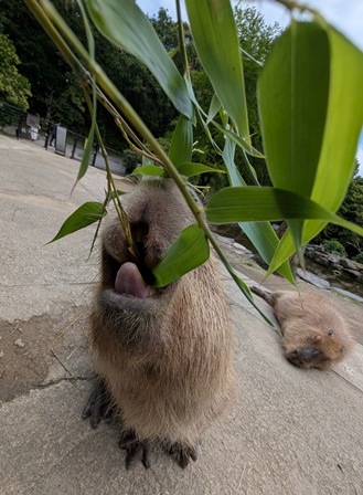 capipiro's tweet image. ナデシコちゃんに、午後の竹の葉献上！(その2)

(2025.05.25長崎バイオパーク)