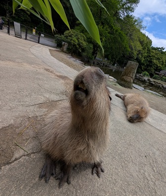 capipiro's tweet image. ナデシコちゃんに、午後の竹の葉献上！(その2)

(2025.05.25長崎バイオパーク)