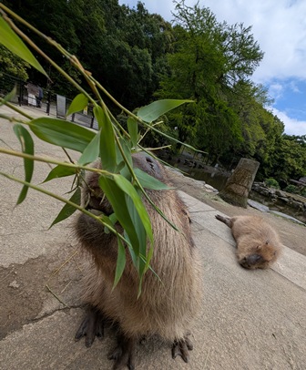 capipiro's tweet image. ナデシコちゃんに、午後の竹の葉献上！(その2)

(2025.05.25長崎バイオパーク)