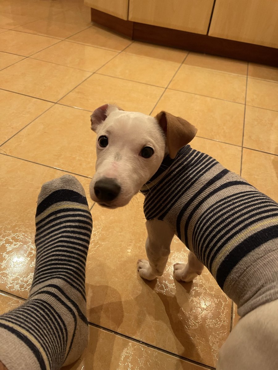 sstenemes's tweet image. Шо ви?