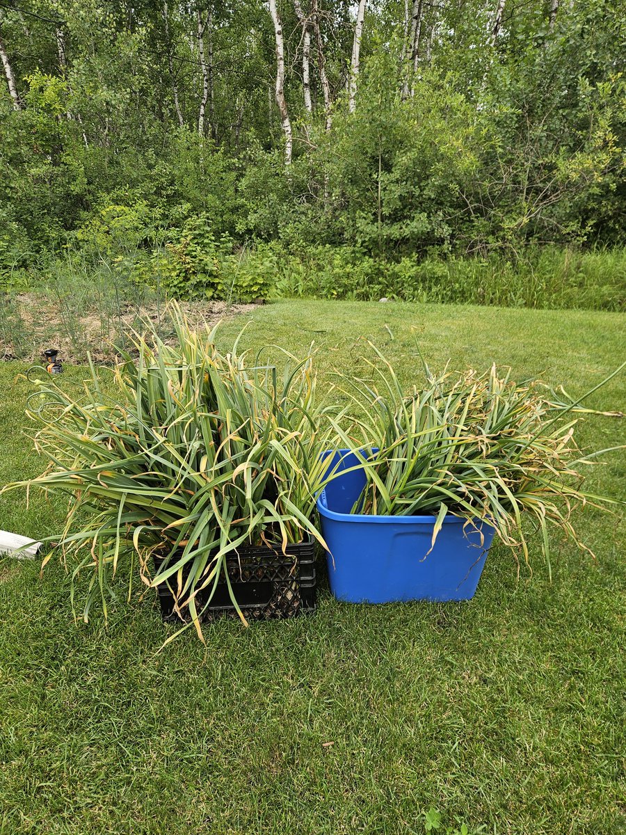 Can you say garlic 😋 so happy with our garlic harvest this year, you can't beat the flavor of homegrown garlic. So awesome 😁
