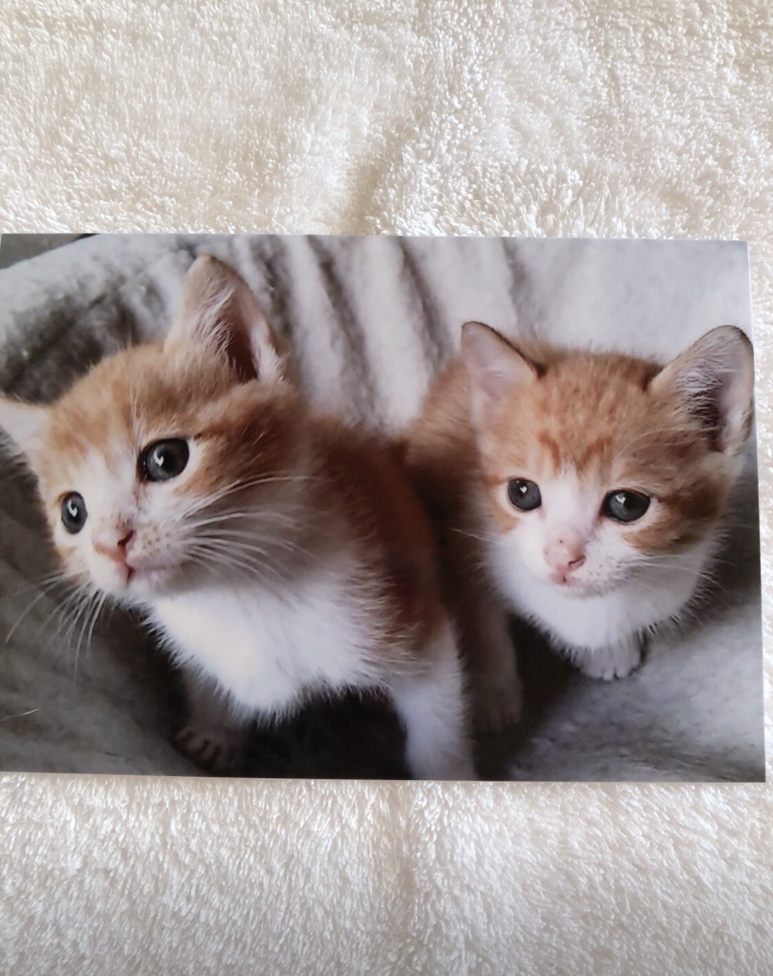 茶色ネコ チャコールミンクスポテッドタビー仔猫【sold】｜Saula Cats