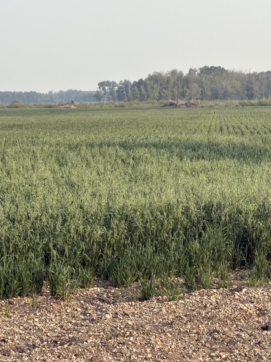 hamiltondw2's tweet image. 1s one Morgan 2nd one is Anson. Same quarter same day seeding. Awaiting harvest to pick a winner. Some potential In The new variety.