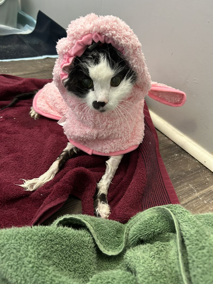 oreo & monkey (@oreoeocat) on Twitter photo 