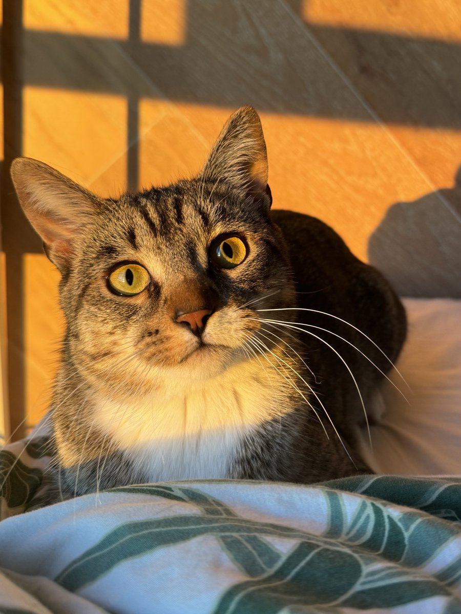aurouxaire's tweet photo. HAPPY FIRST BIRTHDAY FIG! ❤️ https://t.co/BVfd9Wvt53