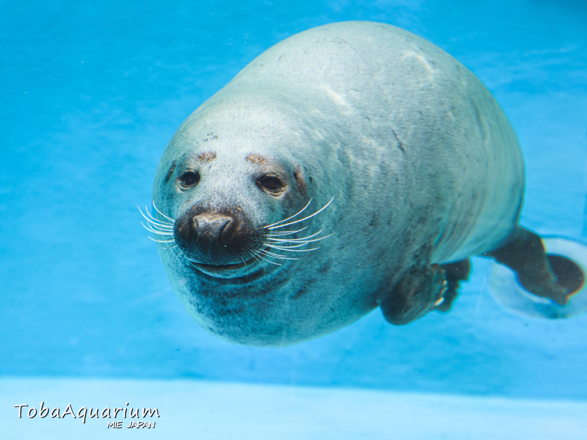鳥羽水族館（TOBA AQUARIUM） on X: 