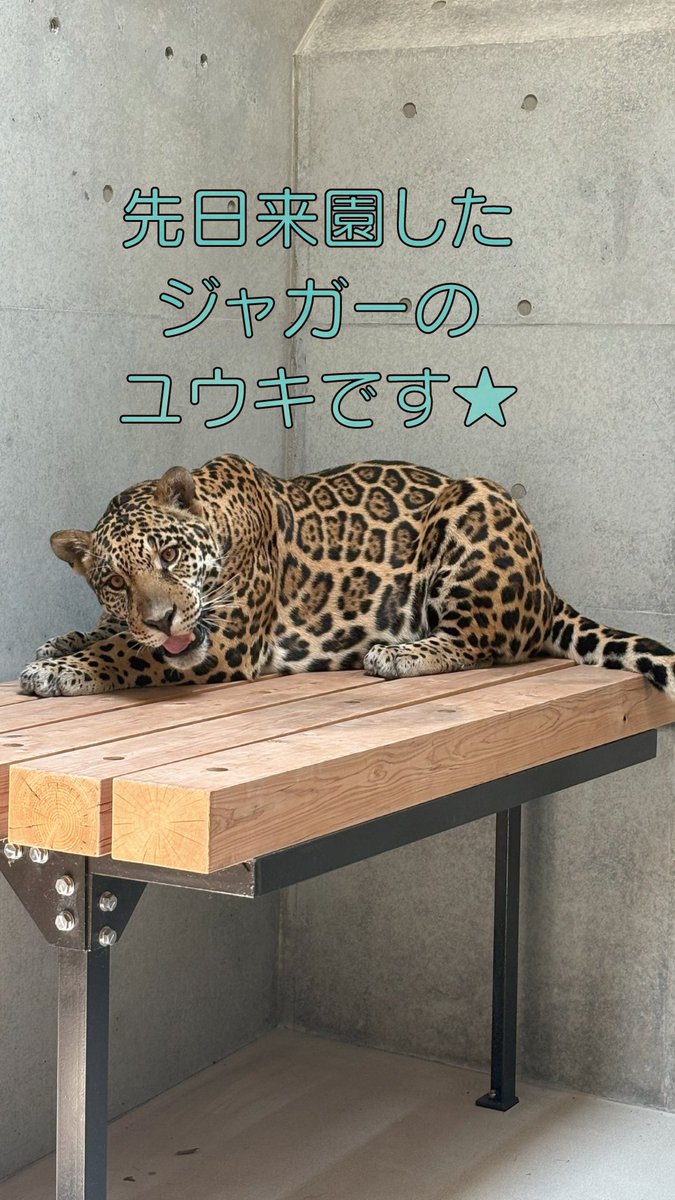 笑う動物たち おだ|動物園|水族館|恐竜大好き🐘🐧🦖 | 日差しが強い6月の