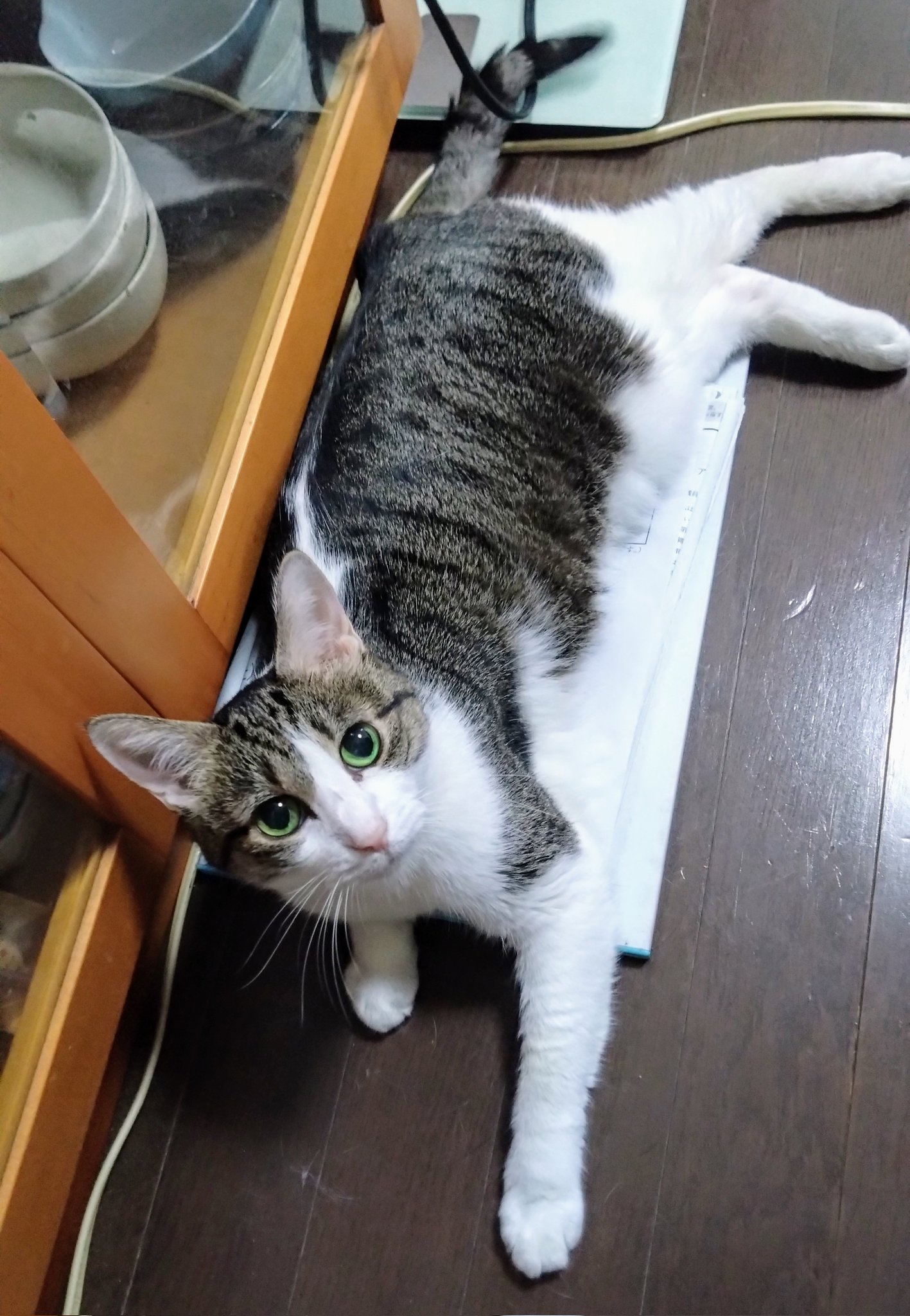 猫柴です。 真柴あずき on X: 