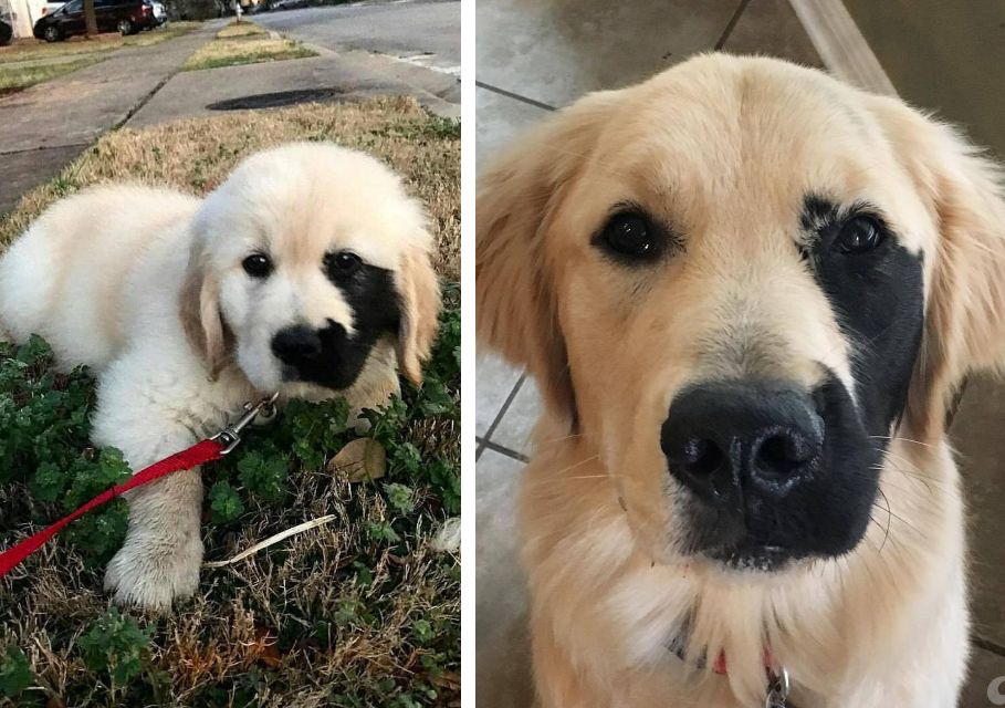 This is Enzo, he was born with a rare skin condition causing a lil black freckle to appear on his face. Believed to be the rarest Golden Retriever on the planet.