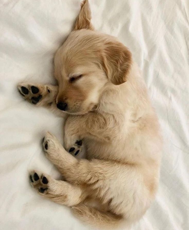 puppies_video's tweet photo. Morning mood https://t.co/mvmyn0tMzK