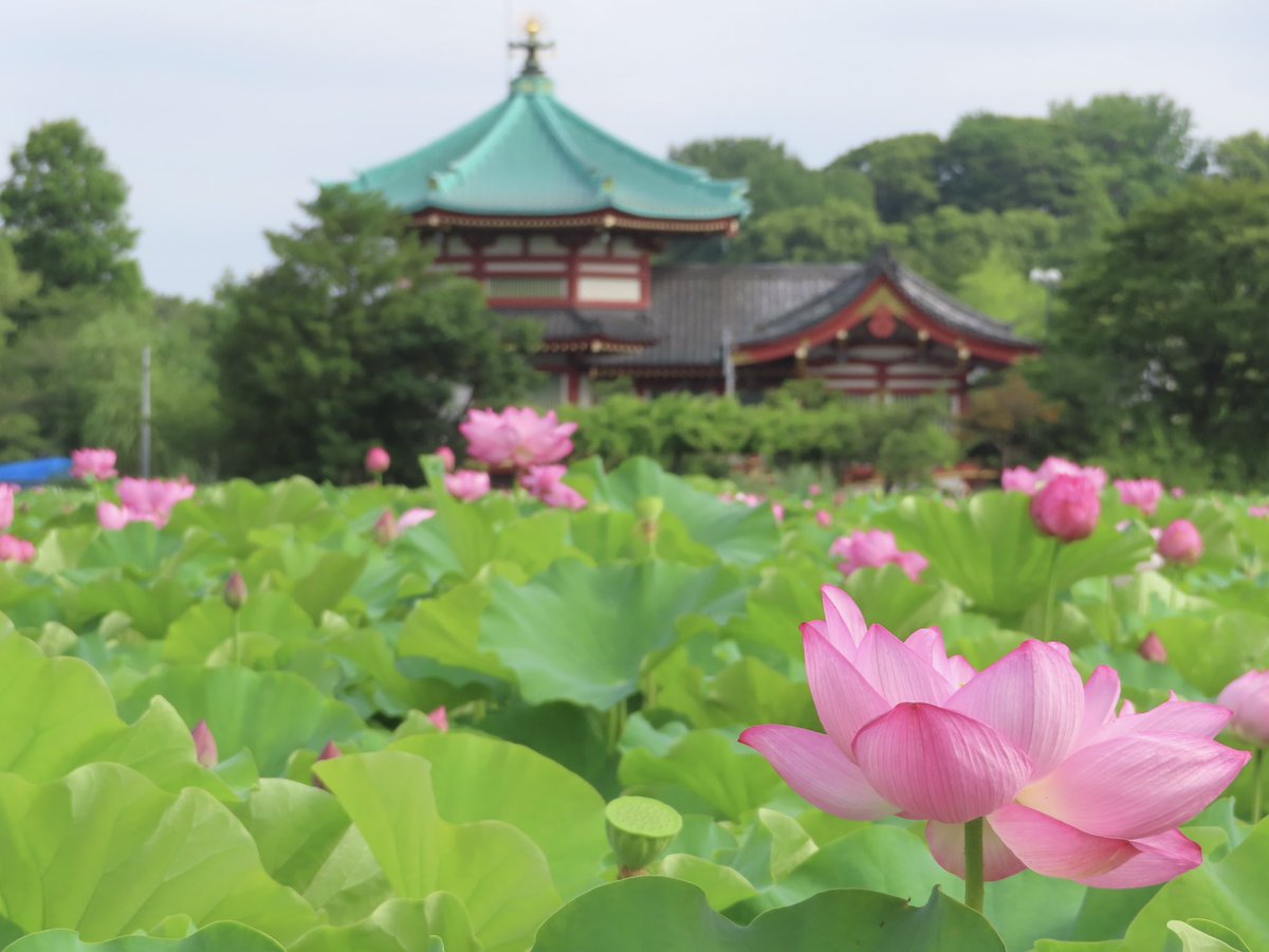 上野案内所 UENO Information Center【公式】 on X