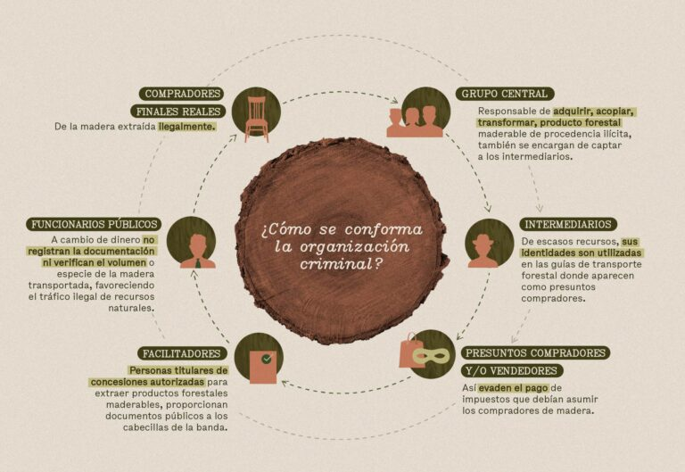 Desde la región de Madre de Dios, los cargamentos siguen su camino hacia Cusco, Puno o Amancay, e incluso se exportan —con papeles falsos — a países como China, Estados Unidos, Vietnam, Francia, República Dominicana y Dinamarca.