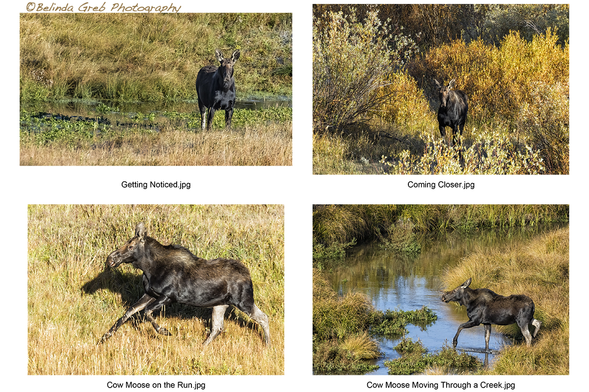 Belinda Greb (@belindagreb) on Twitter photo This cow moose moose spotted me up above her on a ridge and started running towards me. I moved back so I was out of sight, and she then took off towards the south.
belinda-greb.pixels.com/featured/getti… belinda-greb.pixels.com/featured/comin… belinda-greb.pixels.com/featured/cow-m…
belinda-greb.pixels.com/featured/cow-m… This cow moose moose spotted me up above her on a ridge and started running towards me. I moved back so I was out of sight, and she then took off towards the south.
belinda-greb.pixels.com/featured/getti… belinda-greb.pixels.com/featured/comin… belinda-greb.pixels.com/featured/cow-m…
belinda-greb.pixels.com/featured/cow-m…