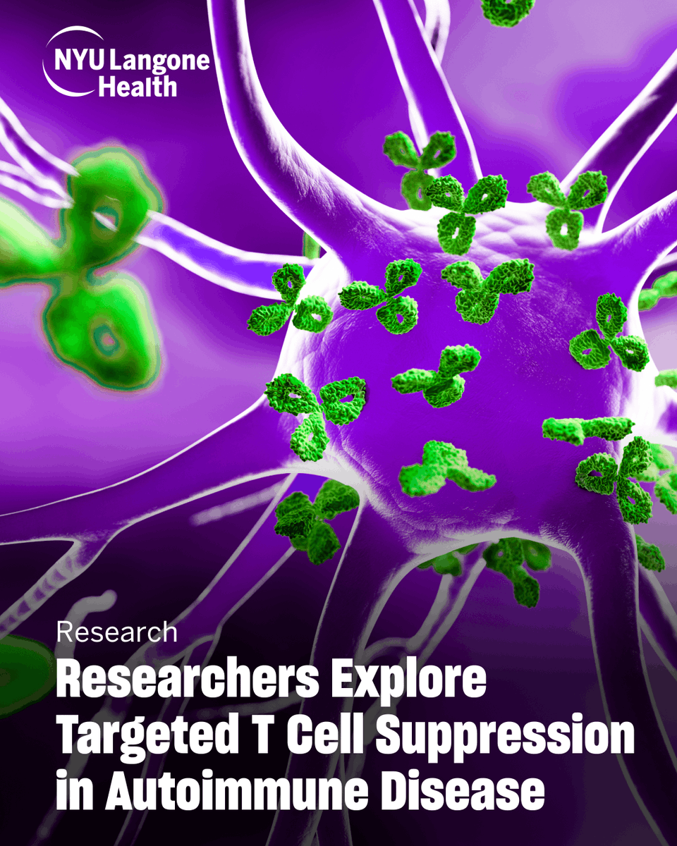 nyugrossman's tweet image. New research suggests a more targeted way to quiet harmful T cells in autoimmune disease, without broadly weakening the immune system.
🔬Findings published in Cell: bit.ly/44ruOBl
#AutoimmuneResearch #Immunotherapy #Type1Diabetes #MS #Hepatitis