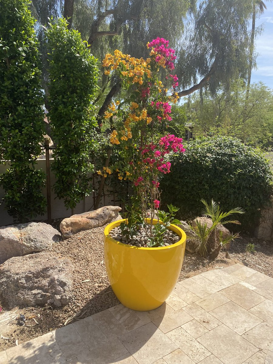 AliceMartin8's tweet image. Designed for plants that refuse to settle for less. #gardenglowup #leafittome #potitlikeitshot