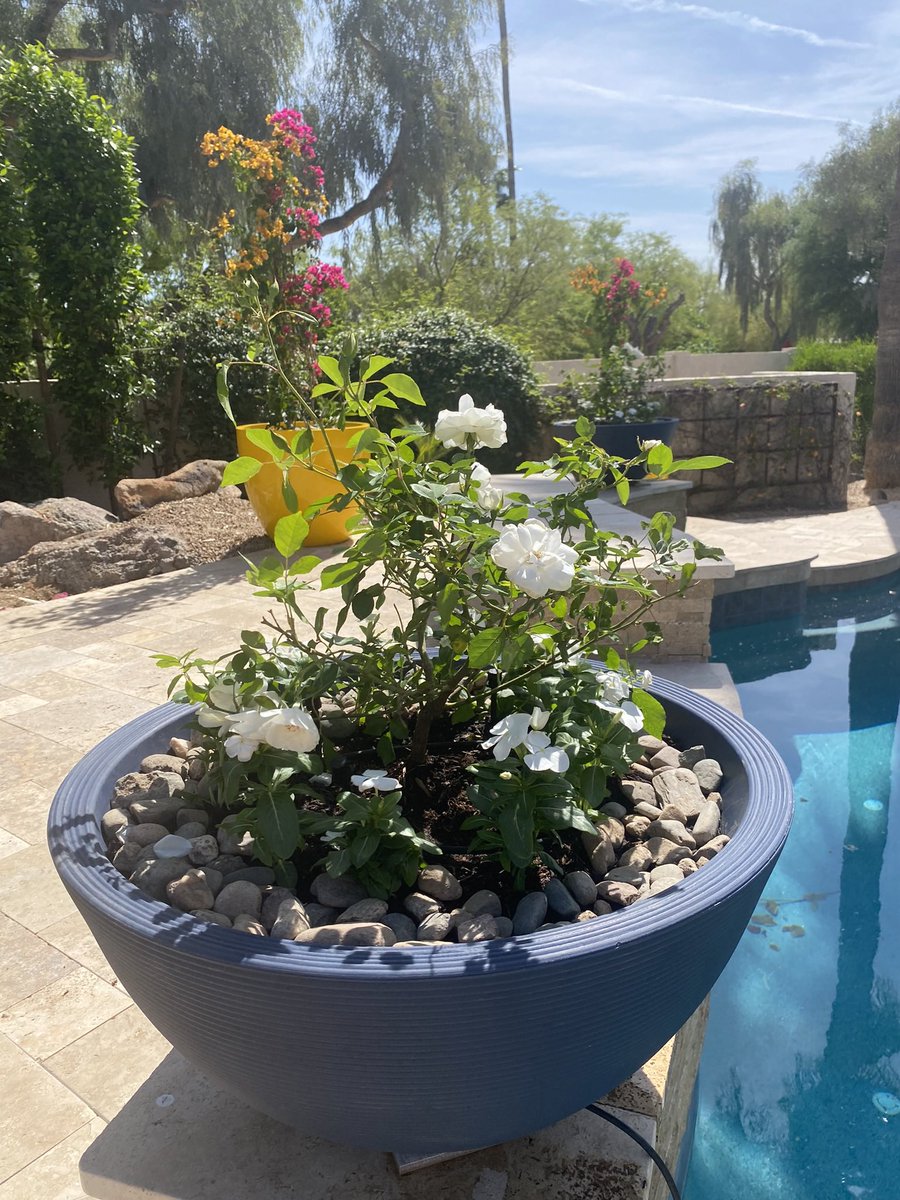 AliceMartin8's tweet image. Designed for plants that refuse to settle for less. #gardenglowup #leafittome #potitlikeitshot