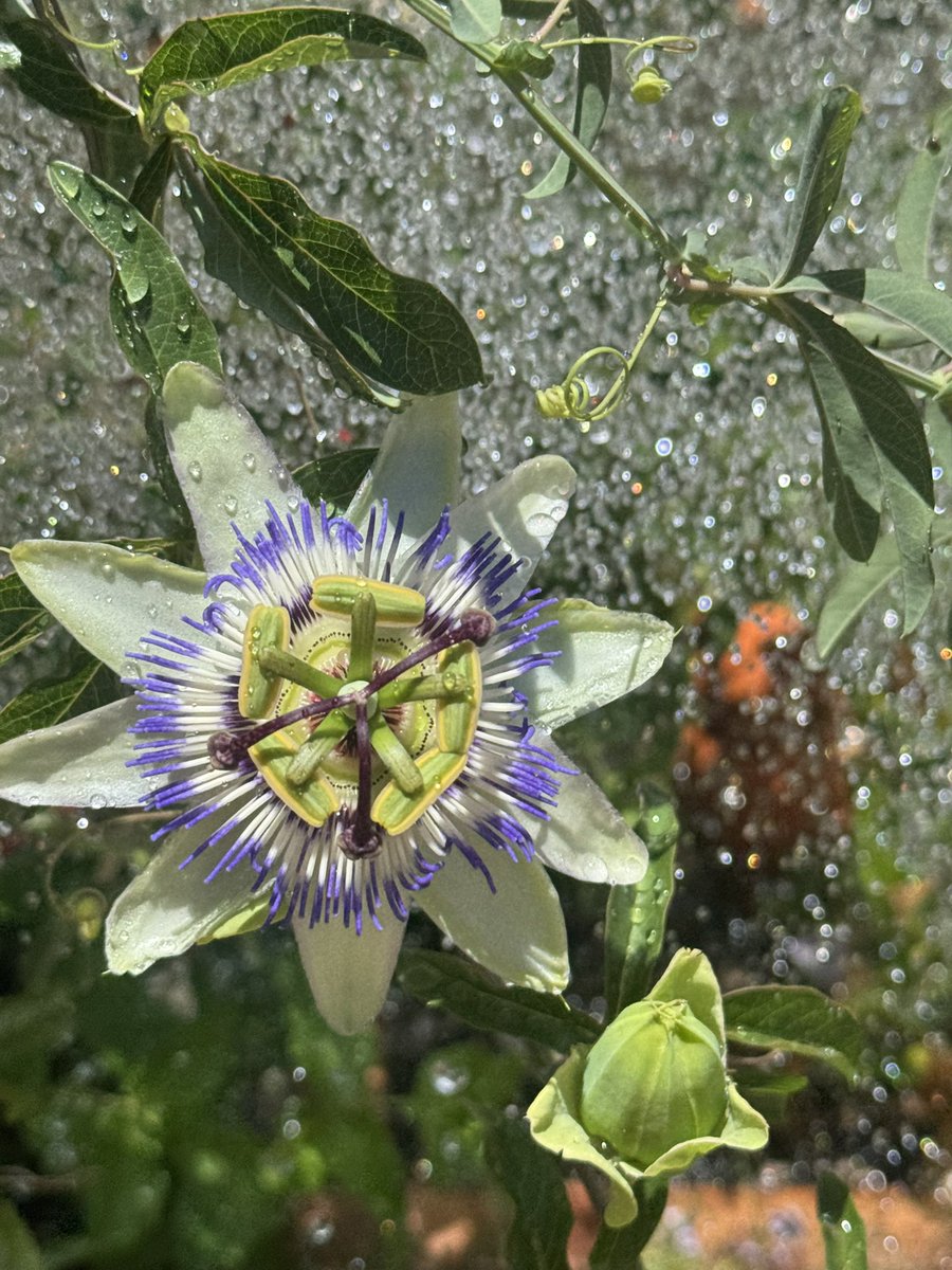 My passion flowers are blooming :D