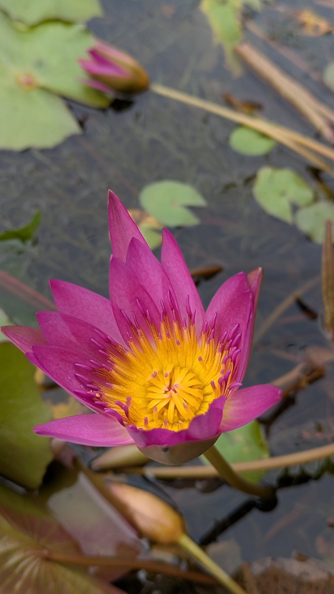 TaiwanStone's tweet image. 睡蓮又稱子午蓮、水芹花、瑞蓮、水洋花或小蓮花。