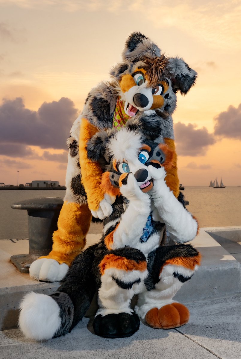 Briar 🐑 (@briarcollie) on Twitter photo When the Aussie says it was just a date to go out for ice cream… but my heart’s kinda melting too 🐶💗
Not sure if it’s the sunset or <a href="/HeyBayle/">BAYLE earnhardt jr</a> making me blush this much 🥰
📸: <a href="/PhotoVarmint/">PHOTOVARMINT</a>
#Fursuit #FursuitFriday When the Aussie says it was just a date to go out for ice cream… but my heart’s kinda melting too 🐶💗
Not sure if it’s the sunset or <a href="/HeyBayle/">BAYLE earnhardt jr</a> making me blush this much 🥰
📸: <a href="/PhotoVarmint/">PHOTOVARMINT</a>
#Fursuit #FursuitFriday