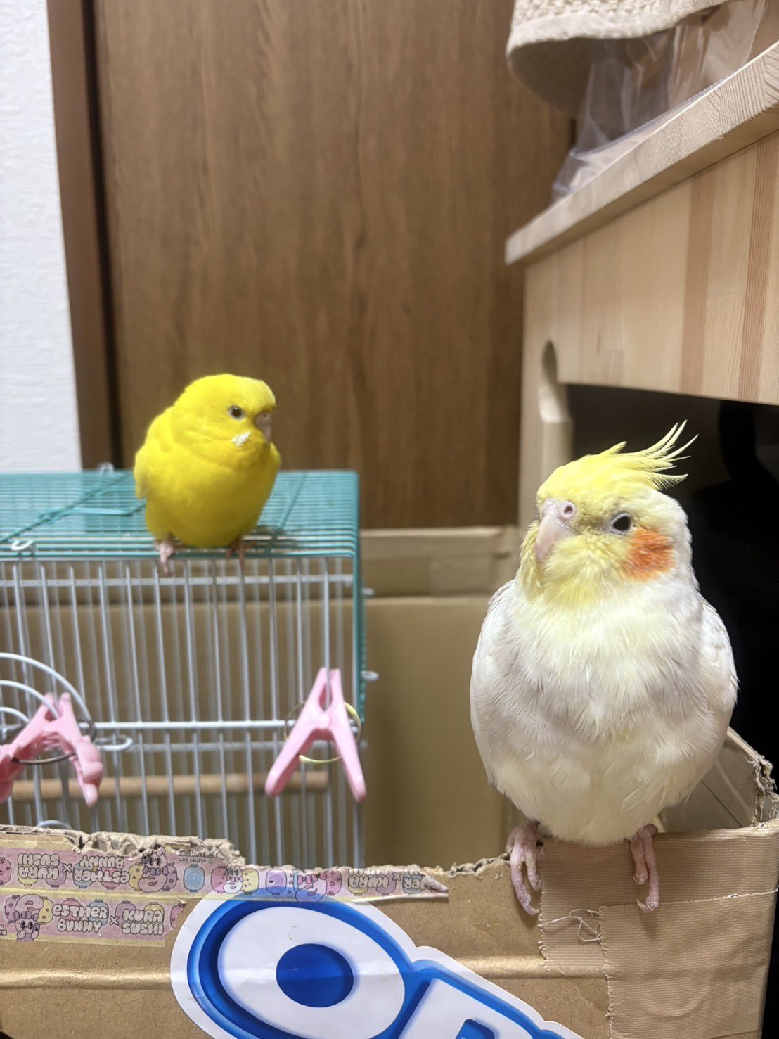 ゲームキャラクター okameinko Amazon.co.jp: cinada mamefuku cockatiel : Toys & Games