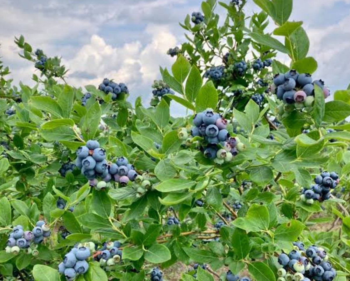 التوت الأزرق فاكهة غنية بالعناصر الغذائية ومضادات الأكسدة، وله العديد من الفوائد الصحية المدعومة بالدراسات العلمية
مفيد جدا جدا في التهابات البول المزمنه
الافضل يؤكل طازج او مجفف بلا سكر