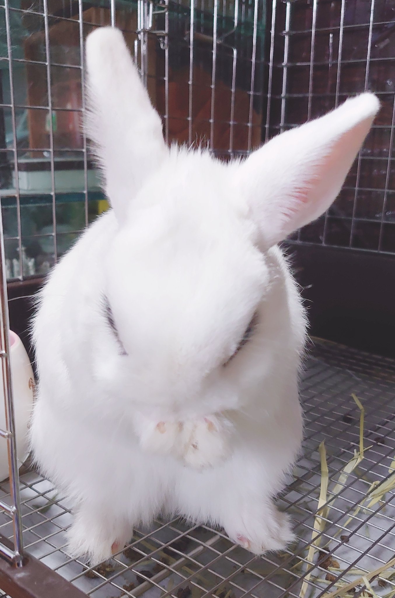 うさぎ hondastore_mochiusa-l-tatipin
