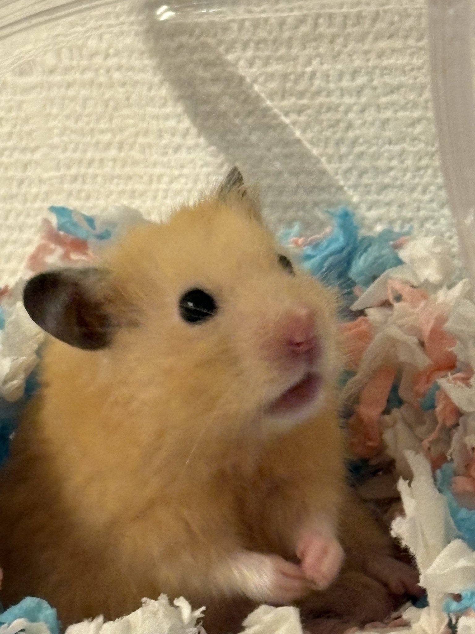 ハムちゃん　 418BQMCXYAL._UF350,350_QL50_.jpg