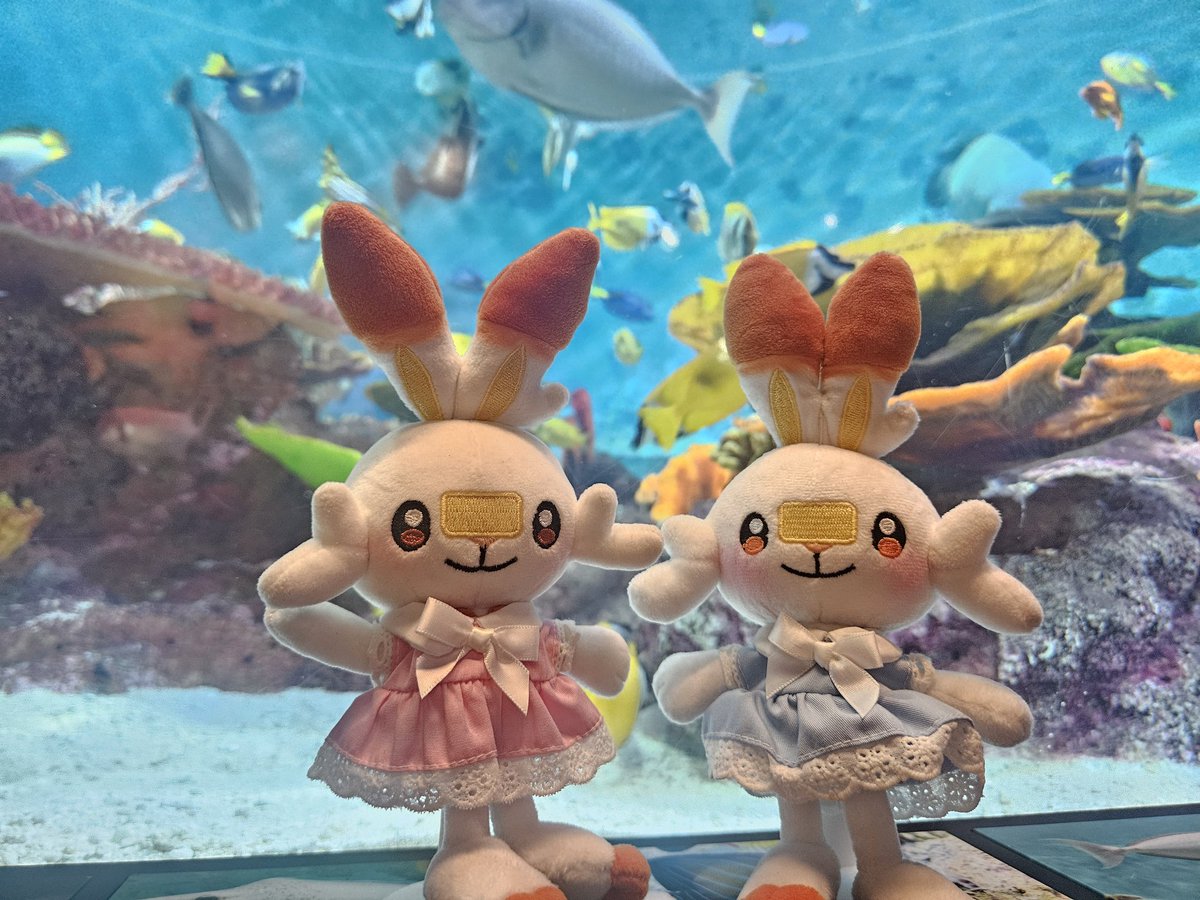 #ポケぬい #ポケモン #ブニとブギ
水族館にきった🐠