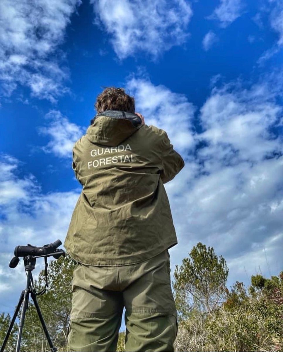 guardesdiba's tweet photo. 🦅 El Seguiment general de rapinyaires forestals (SEGRE) ha arribat al final de la seva edició 2025. Un projecte clau per a la conservació de les aus rapinyaires forestals als espais protegits de la Diputació de Barcelona. #xarxadeparcsnaturals #DiputacióBarcelona  #segre #aeafma https://t.co/4WB2w3VToN
