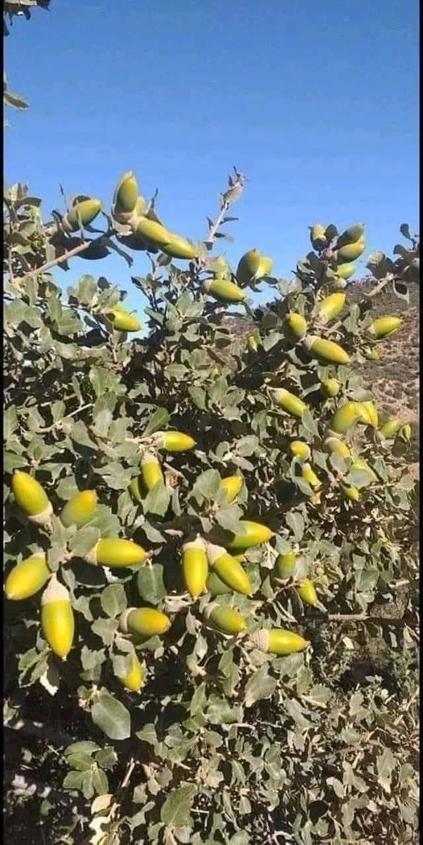 دنیا میں  کروڑوں میں بک سکنے والا پھل قبائلی علاقوں میں صرف گلہریاں کھا رہی ہیں. 
 اردو زبان میں اس کو شاہ بلوط اور پشتوں میں اس کو (پرگڑی) کہتے ہیں یہ پھل ایکورن ( Acorn)  جس سے بنائی جانے والی کافی کا 200 گرام کا پیکٹ دنیا میں 40 ڈالر کا بک رہا ہے.