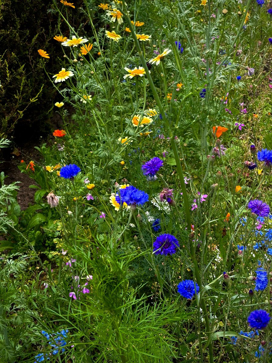 WeirdInTheWade's tweet image. I might not be posting on the socials for a bit as I’ve got covid and being feverish in a heatwave is not fun. But it’s my third time round with Covid and my last vaccination was 8 months ago, so I’m hoping it’s a swift dose. Wild flowers to cheer us up!