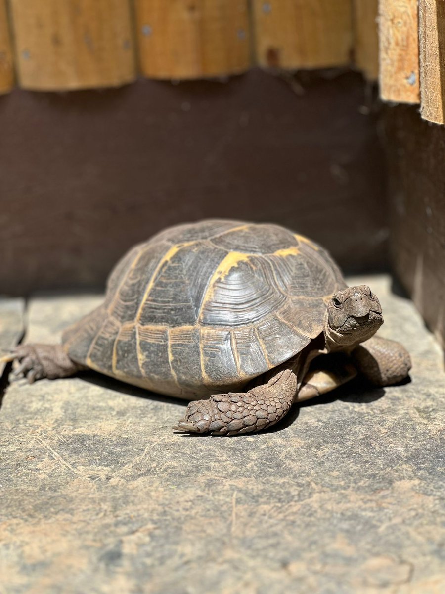 MonkeyIOW's tweet image. We’re all set for a fantastic weekend @RIWcountyshow
Pop by our stand to say hello, meet the team, join in some fun & games — and don’t miss the chance to meet our two lovely tortoises!
🐢🐢
They’ll be there all weekend.
See you there 💕
#RoyalCountyShow #isleofwight