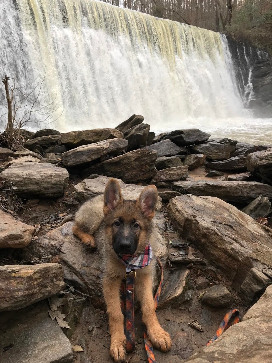 GSD_Fan_Club's tweet image. Striderβs first trip to the waterfalls in February 2019