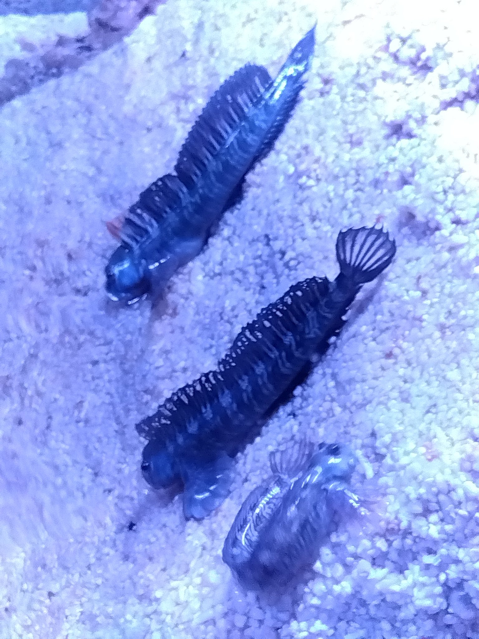 在銘　練り上げ　カエル付の水指　東さ5-0922④ 在銘 練り上げ カエル付の水指 東さ5-0922④