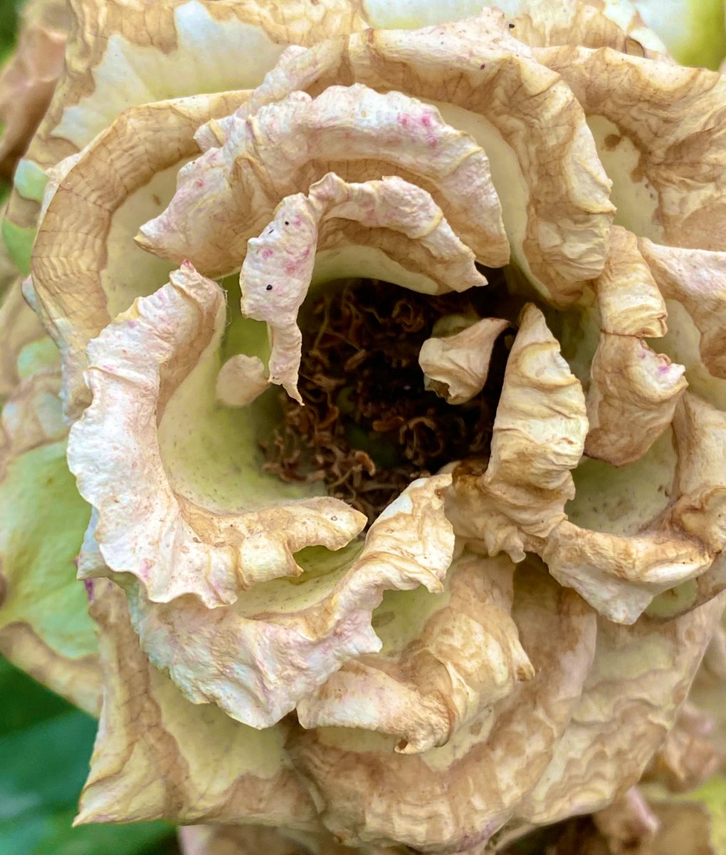 مطمینن
هر چی که خدا بخواد همون میشه

🪸🪸🪸
#روزتون_عالی