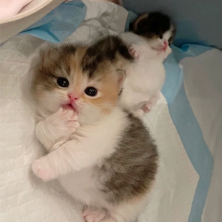 kitten_zukan's tweet image. ♡