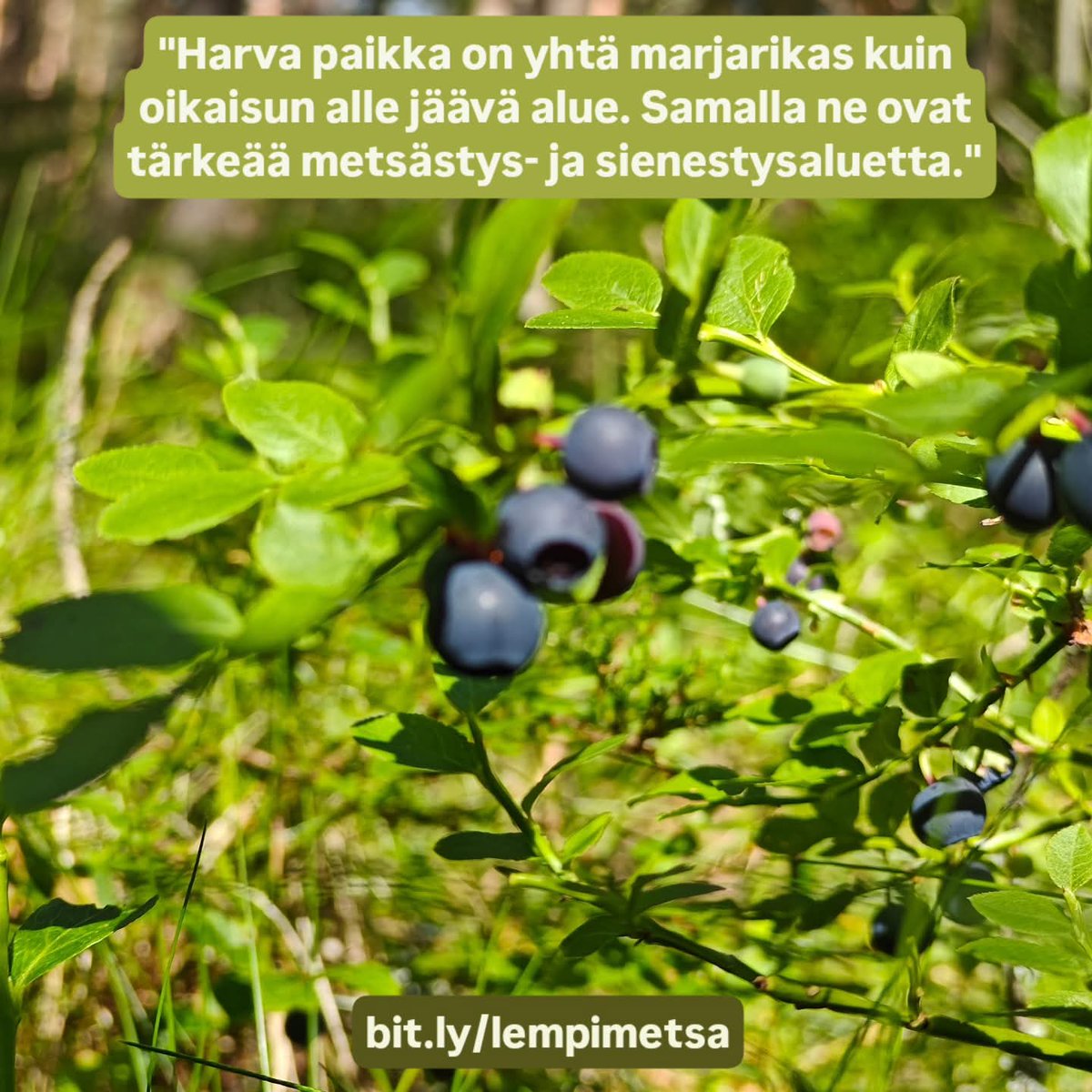 "Harva paikka on yhtä marjarikas kuin oikaisun alle jäävä alue. Samalla ne ovat tärkeää metsästys- ja sienestysaluetta."

bit.ly/lempimetsa

#LemPiMetsänPuolesta
#PelastaLähimetsät
#EiPuskiaistenOikaisua 
#EiPuskiaistenMoottoritietä