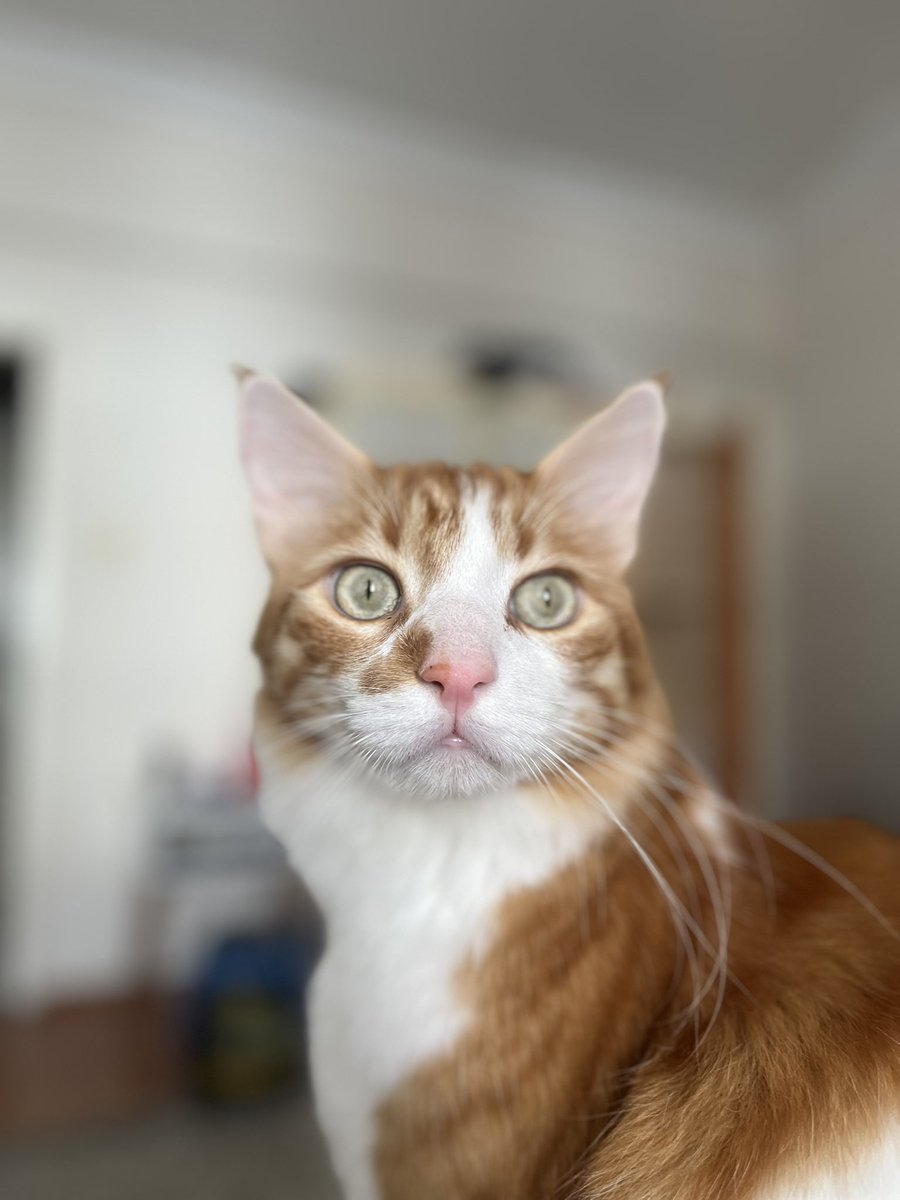 Minnoş Oğlan tweet media