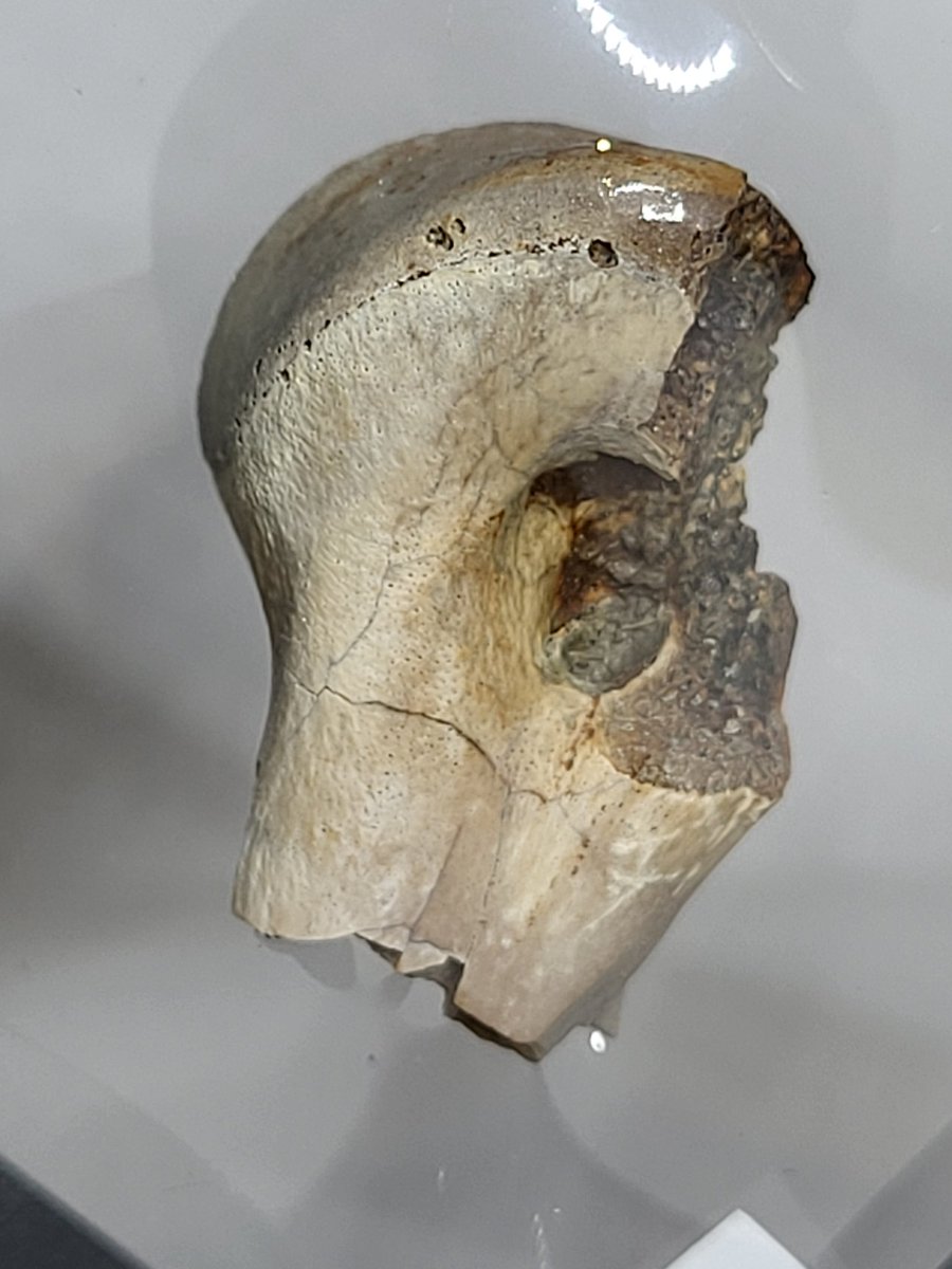 Mostly Fossils tweet media