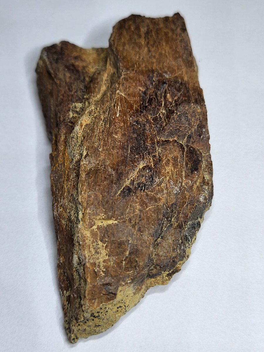 Mostly Fossils tweet media