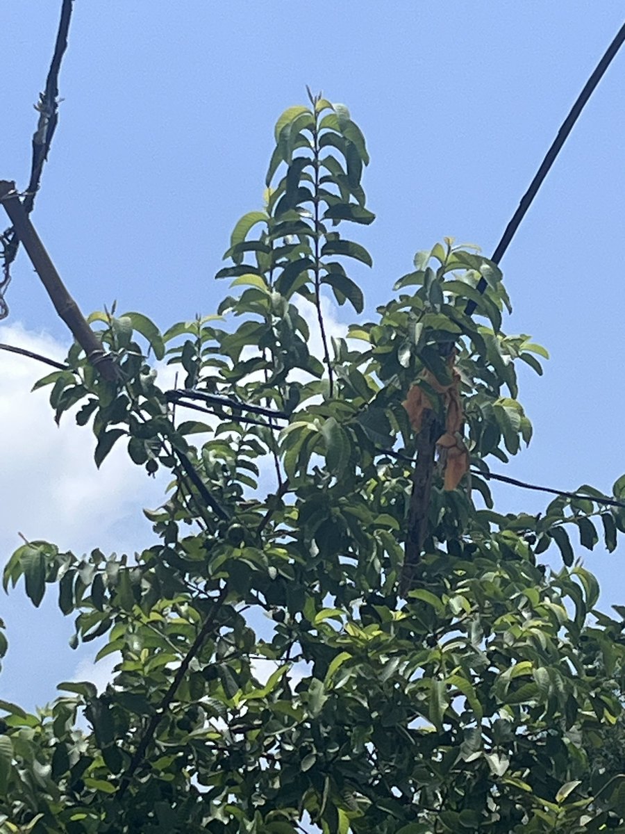 Rishi Rajput tweet media