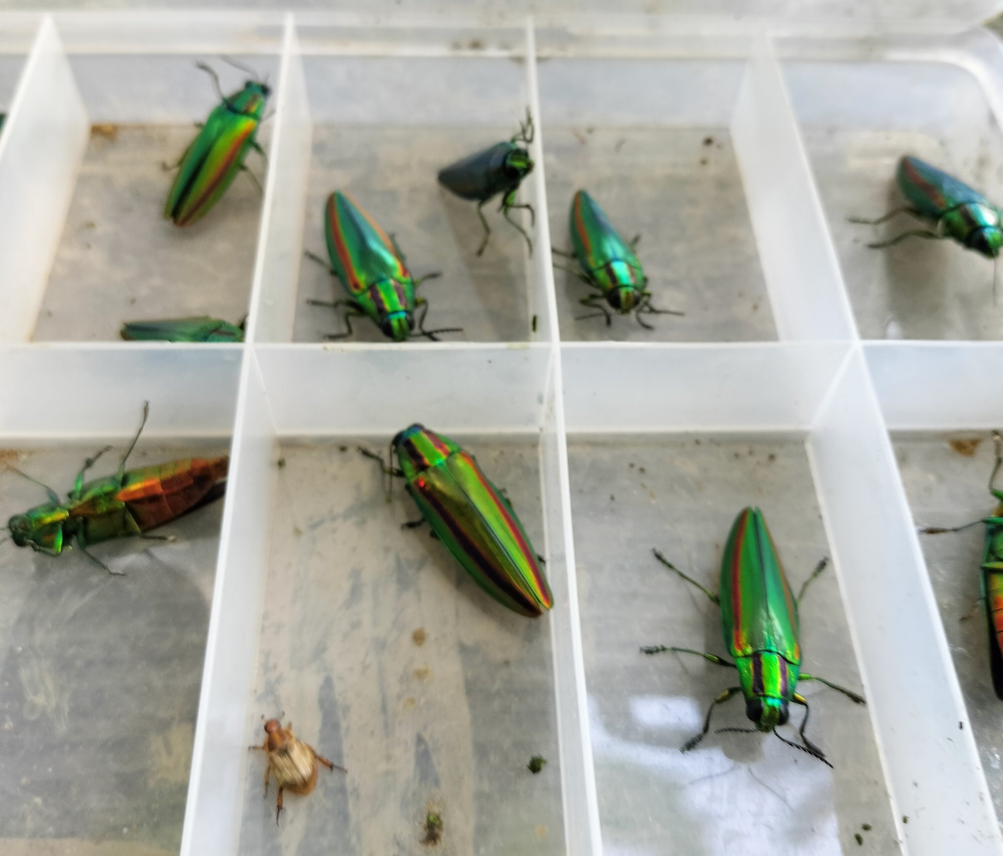 タマムシ
玉虫
美しい緑色と金色の光沢の昆虫標本 約30匹 昆虫標本 タマムシ 玉虫 宝石虫 約36mm - メルカリ