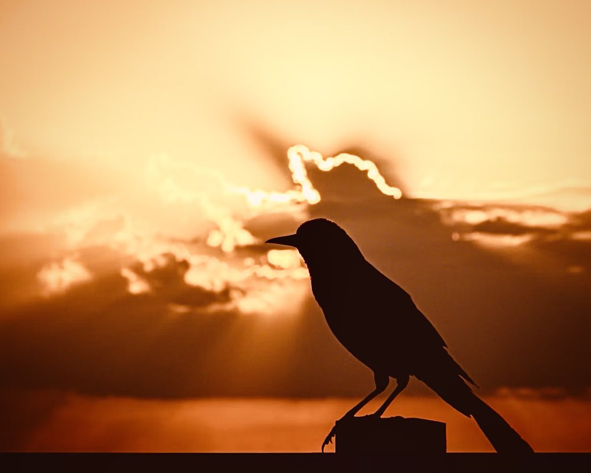 VvmXuhv's tweet image. 夕焼けを駆ける
カラスの群れに逸れた
羽を痛めた奴が
不器用に飛んでいる
私は お前の気持ちが
よくわかるよ普通に生きるって
なぜこんなに 難しいんだろう…
あの日のカラスに
そっと呟いた 私も お前も
くたばるには早すぎるだろう?
♪カラス
生きるって…
難しいから おもしろい