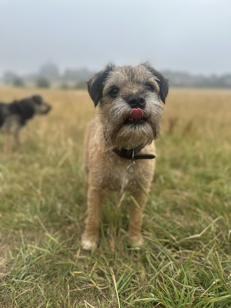 Riley_roo888's tweet image. Best part of the day pals 😊 #BTPosse #EarlyBirds #MorningRooster #MorningRiley have a great Saturday