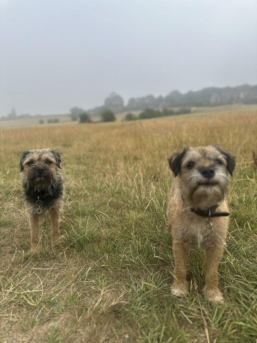Riley_roo888's tweet image. Best part of the day pals 😊 #BTPosse #EarlyBirds #MorningRooster #MorningRiley have a great Saturday